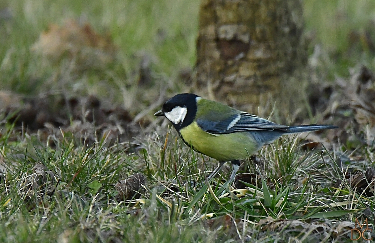 Mésange charbonnière