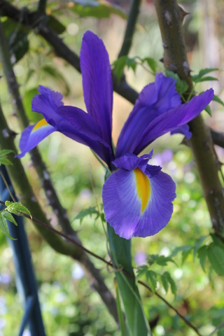 iris bulbeux 'Blue Magic'