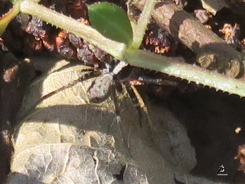 Pardosa gr lugubris  (Lycosidae)