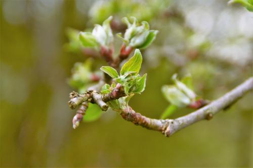 Le printemps