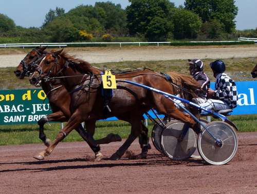 Hippodrome d’Yffiniac - Matinale Premium 02 juin 2013