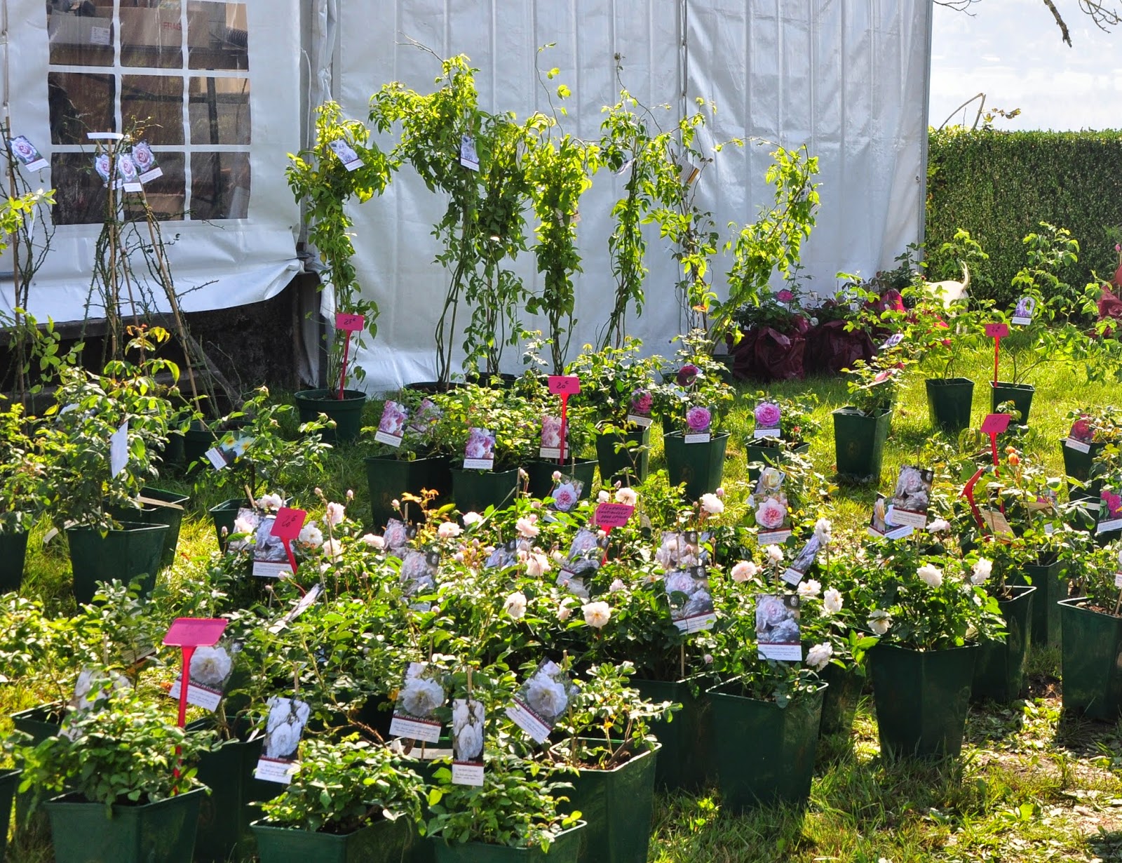 Fête des plantes Aiguebelette