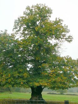 Sur la route de Compostelle