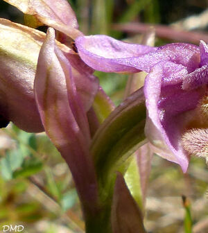Ophrys tenthredinifera  -  ophrys guêpe