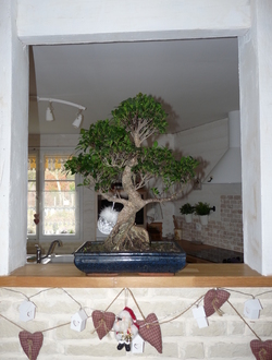 Ficus retusa bonsaï