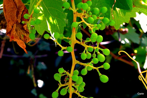 Fruits encore verts 