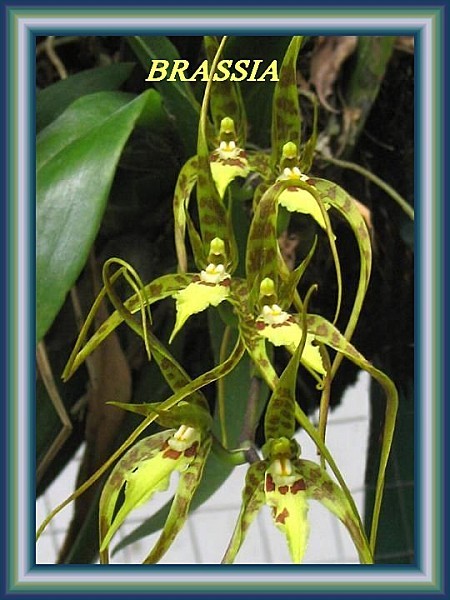 brassia