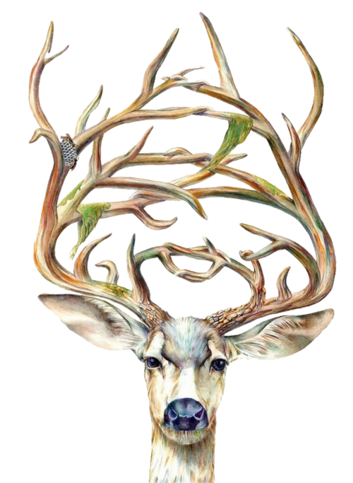 cerf png1
