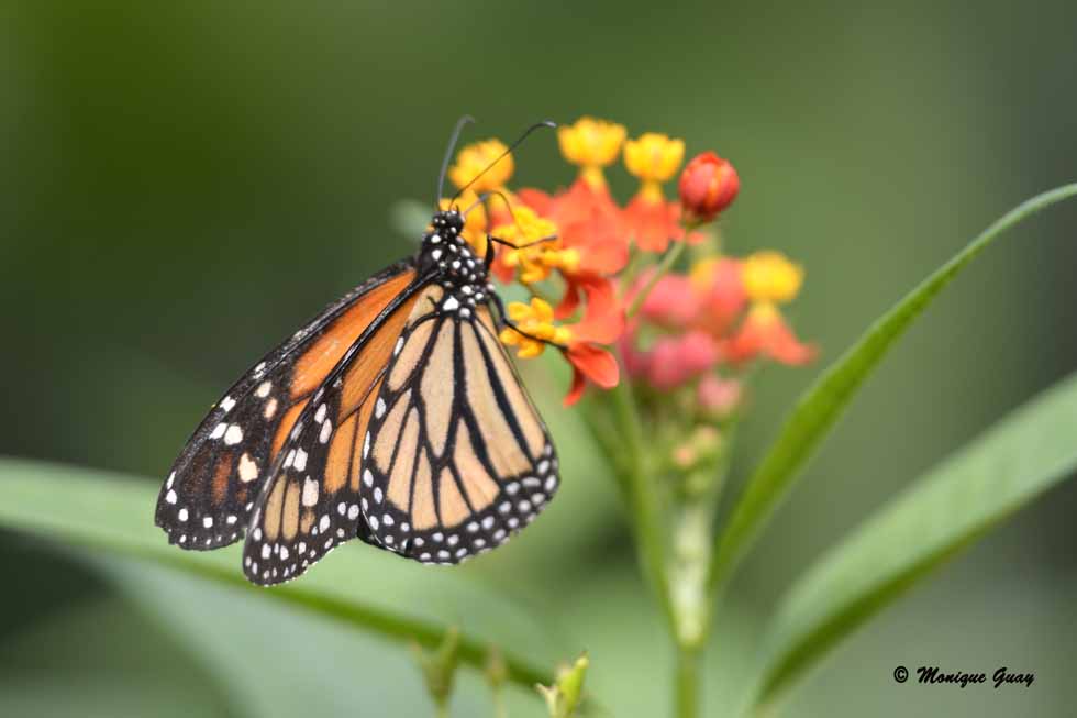 Le Monarque ou Danaus plexippus