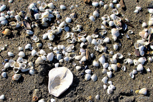 La plage : sable et coquillages !