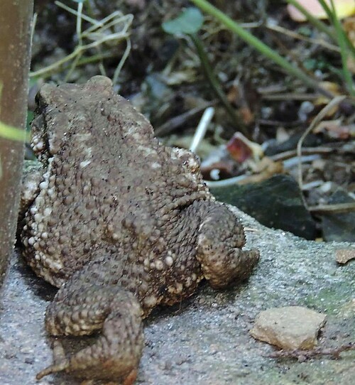 Bufo le crapaud