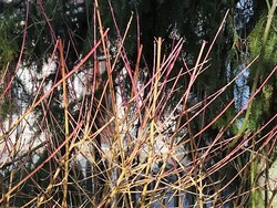 Février au jardin