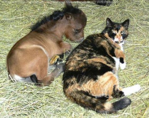 DUOS  CHEVAUX  et  CHATS