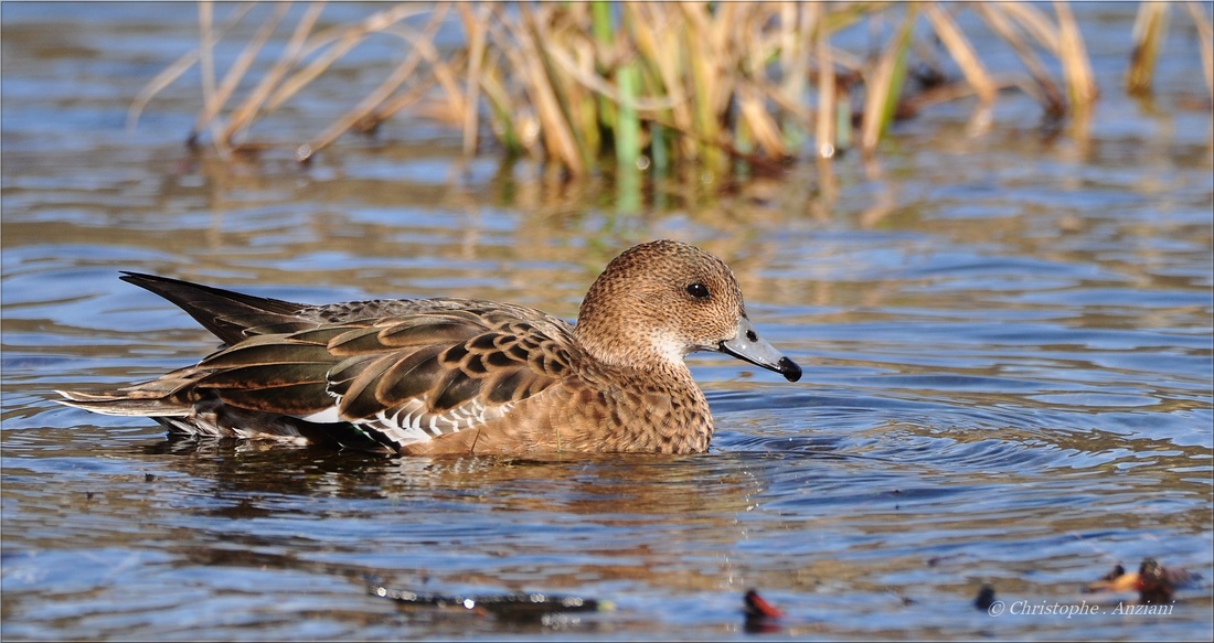 Canard siffleur ♀