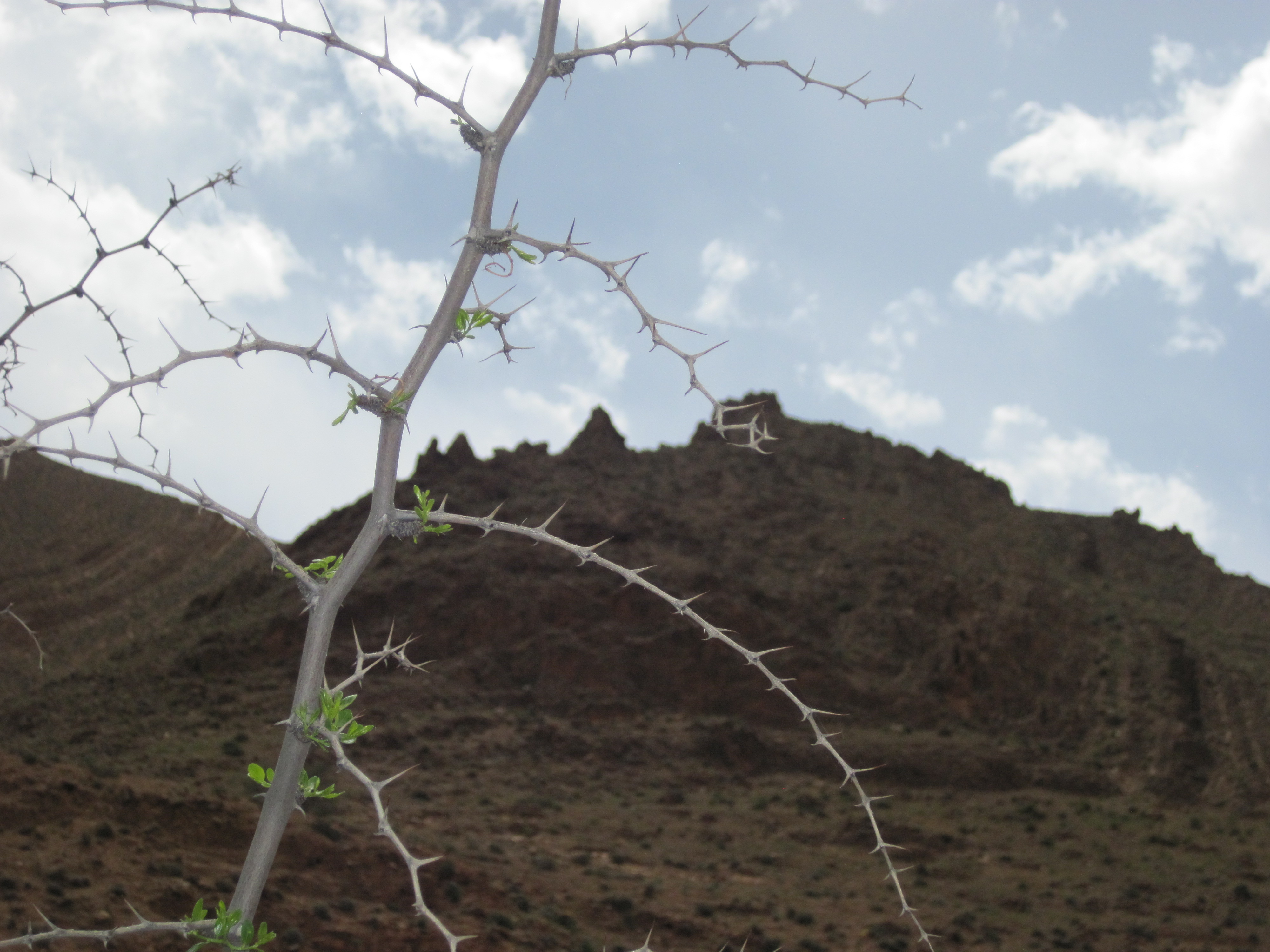 Sur la route  d'Ida Ougnidif