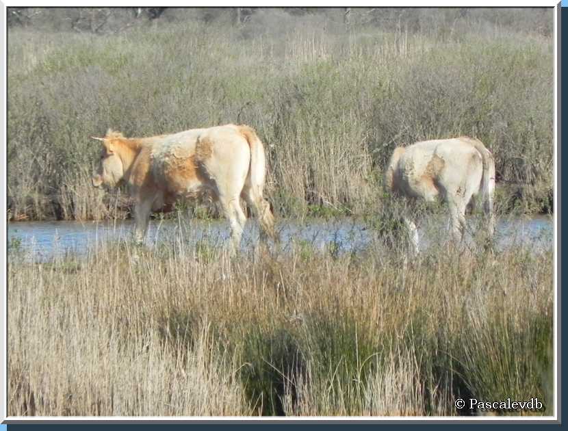 Les plaines du Teich et le domaine de Fleury - 6/8