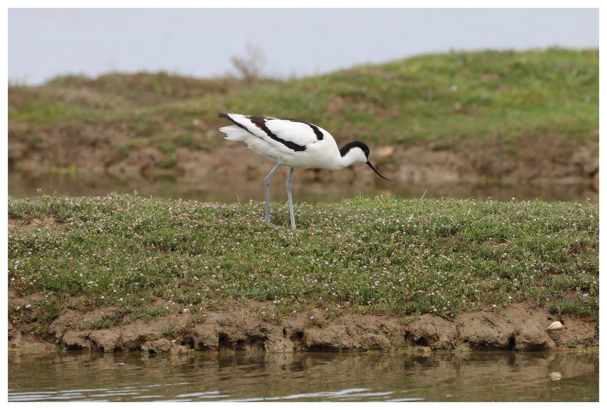 Avocette élégante