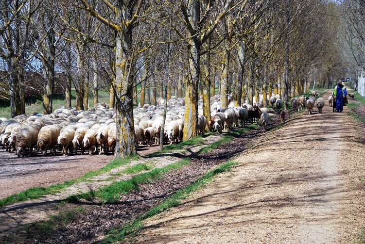 J41 - Troupeau de moutons à la sortie de Sahagun