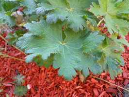 Feuille geranium magnificum