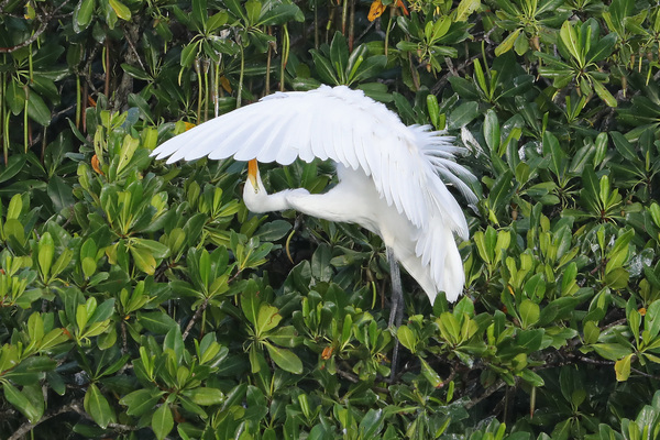 Grande aigrette - Île aux oiseaux