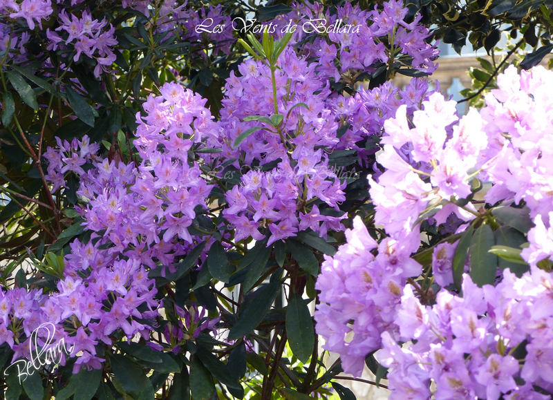 Jardin du Mail de Angers - 26