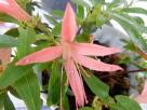 Identification par les fleurs !
