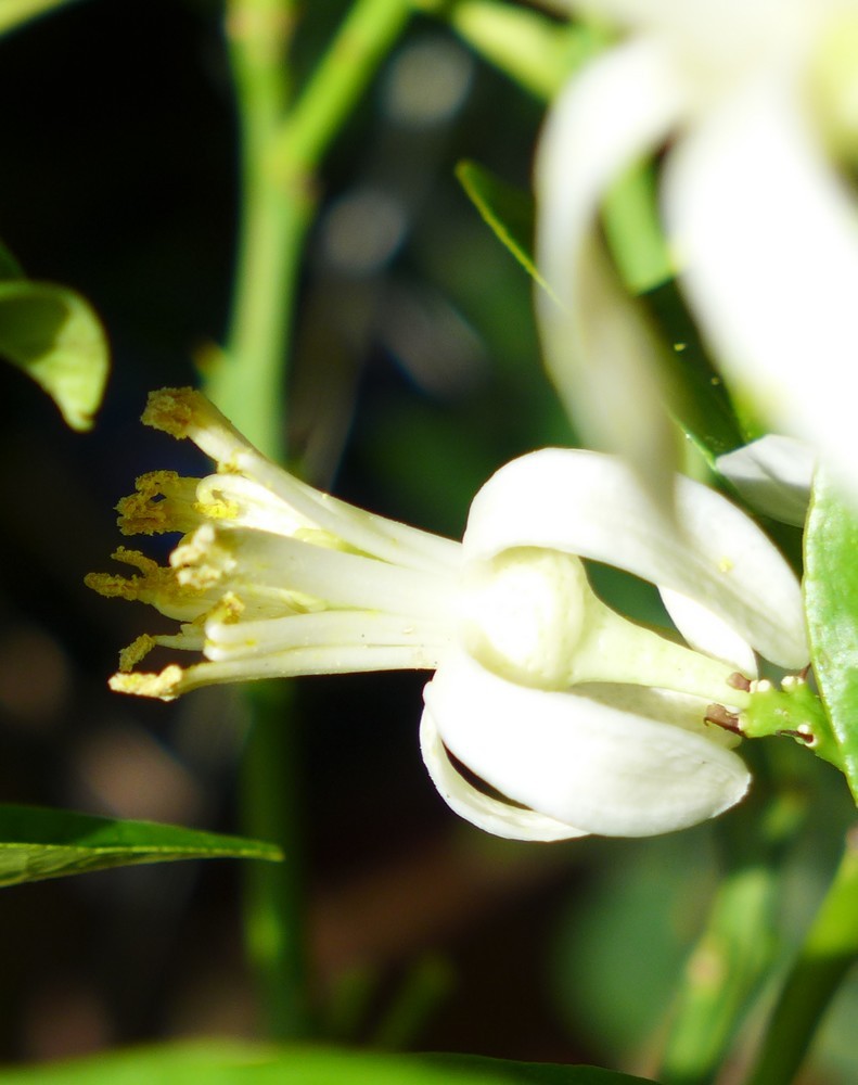 Fleurs d'agrumes...