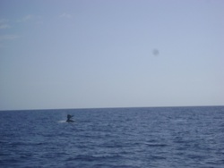Baleines et Dauphins
