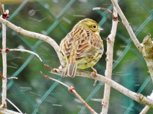 Bruants zizi au jardin