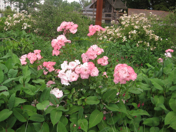 Roses au jardin du cloître