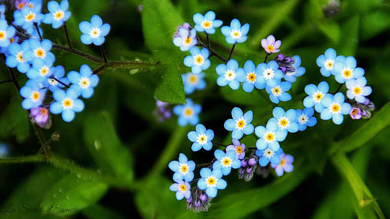 myosotis-fleurs