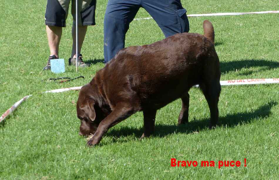 Concours cavage Cahors août.