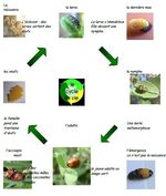 Découverte du monde: la naissance de la conccinelle 