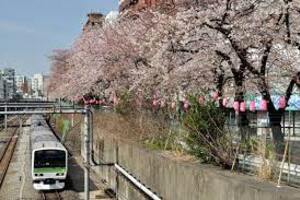 story life trains japan cherry blossoms sakura 