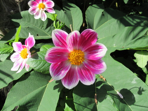 LES JARDINS DE CHAUMONT SUR LOIRE EN SEPTEMBRE