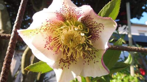 L'Hellebore