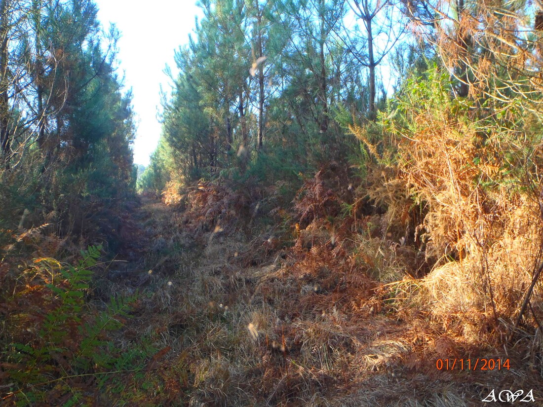 Balade dans la foret près des Landes (1)