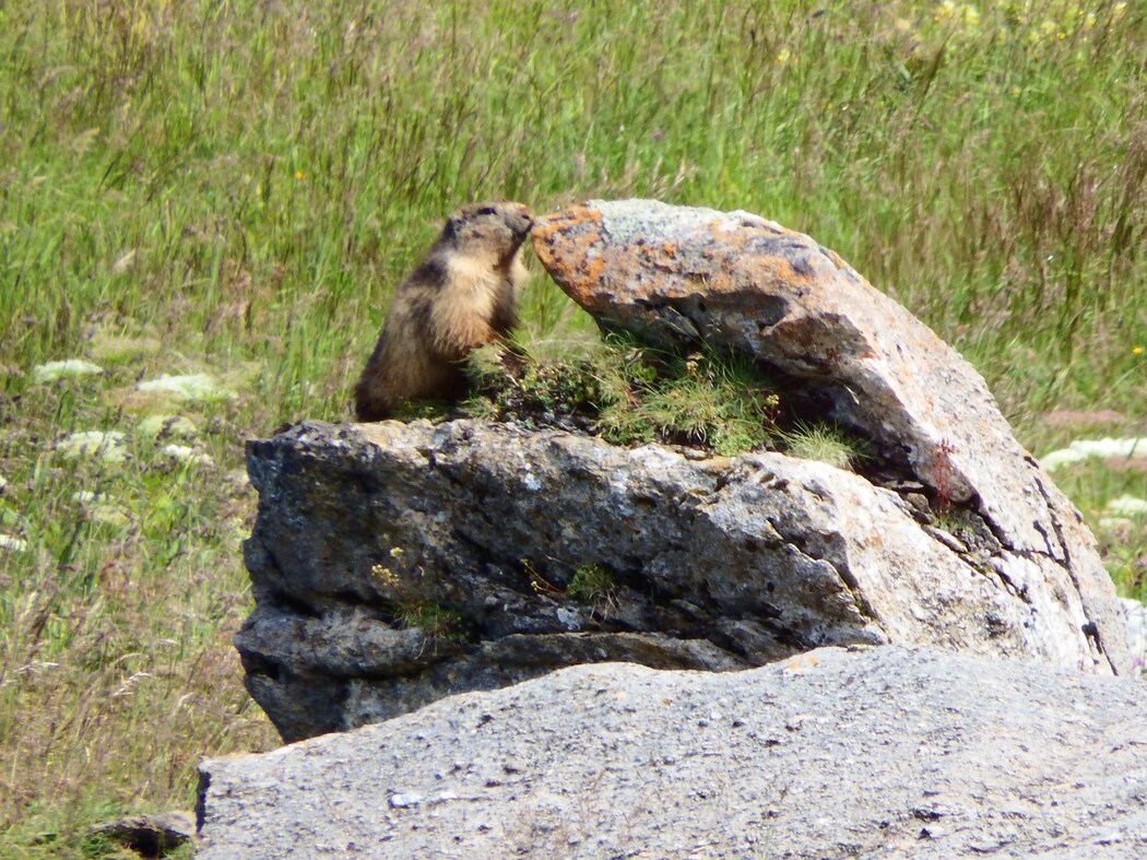 La marmotte