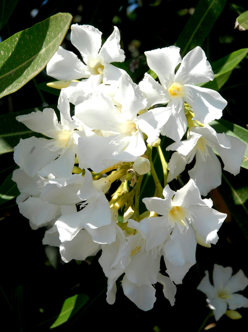 Fleurs cultivées : Laurier rose