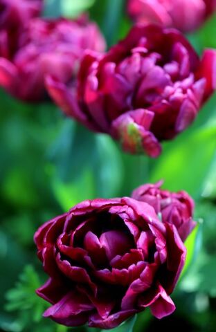 Tulipes 2023 : Alison Bradley