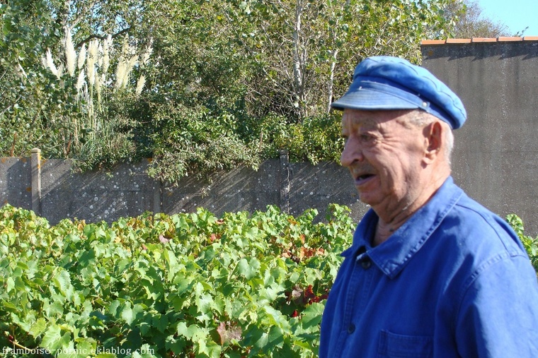 Vendanges à Pornic 