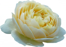 Tubes de Roses