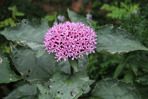 Clérodendron