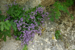 PARC NATIONAL DE KRKA 