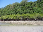 Cape Tribulation