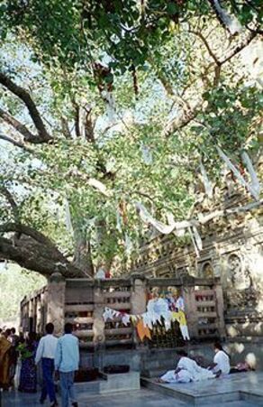 Résultat de recherche d'images pour "CENTERBLOG sri Lanka arbre de gautama bouddha"