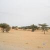 Mauritanie Route de l'Espoir le désert est vert !