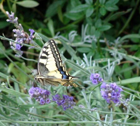 le_Machaon__4_