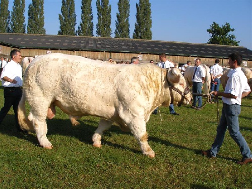 Bacchus