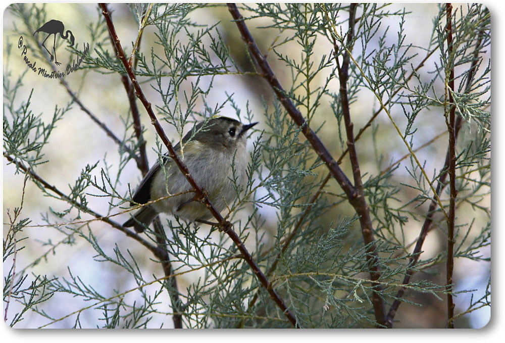 Roitelet huppé - Regulus regulus